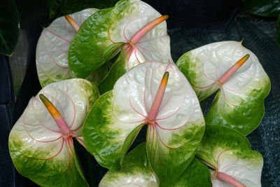 Close-up of raindrops on leaves