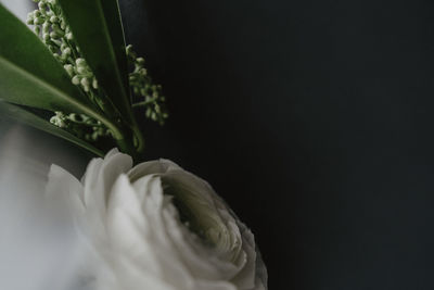 Close-up of white flower