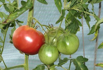 Close-up of tomatoes growing on tree