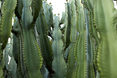 Full frame shot of fresh green plant