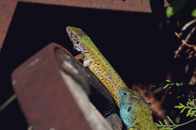 Close-up of lizard on branch