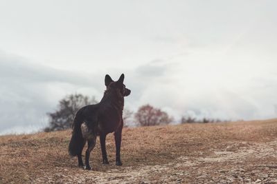 View of dog standing on field against sky
