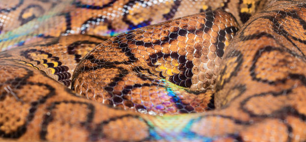 Close-up of snake