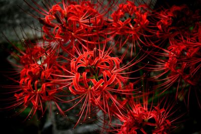 Full frame shot of red flowering plant