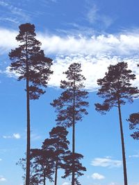 Low angle view of trees against sky