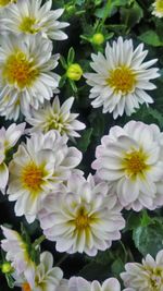 Close-up of white flowers