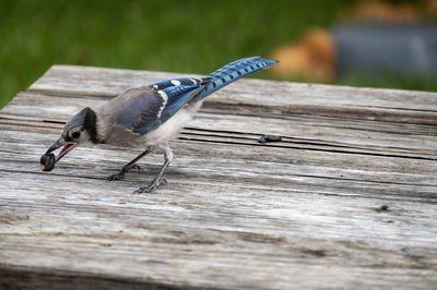 Close-up of bird on wooden table