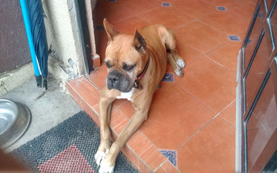 High angle view of dog standing outdoors