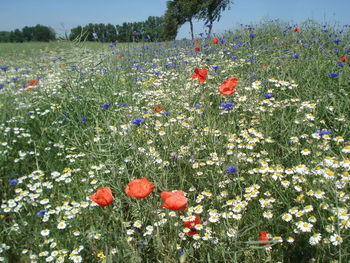 Close-up of red poppy flowers growing on field