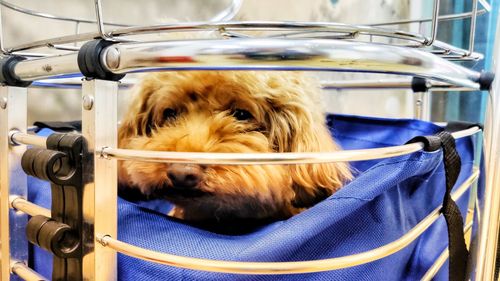 Close-up portrait of a dog