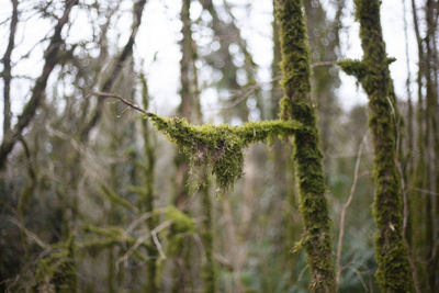 Close-up of trees in forest