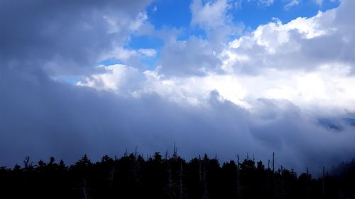 Low angle view of trees against sky