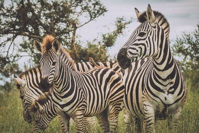 Zebras standing on a tree