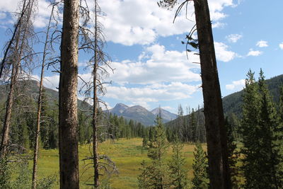 Panoramic shot of trees on landscape against sky