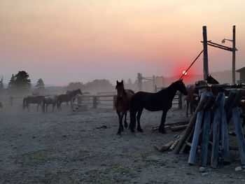 Horses standing on landscape against sky during sunset