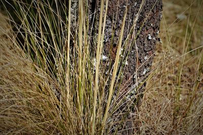 Close-up of dried plant on field