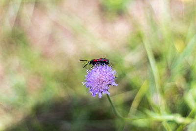 Close-up of insect on purple flower