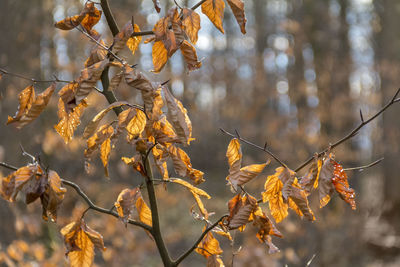 Close-up of dry leaves on tree