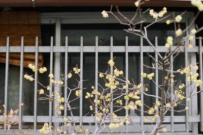 Close-up of yellow flowers