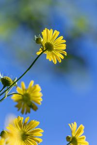 Close-up of yellow daisy against sky