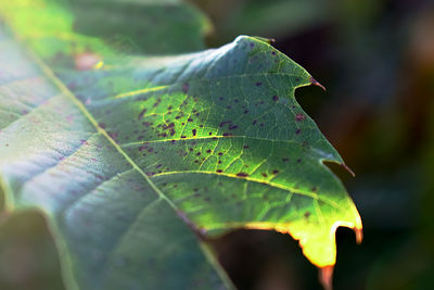 Close-up of leaves on plant