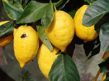 Close-up of fruits hanging on tree