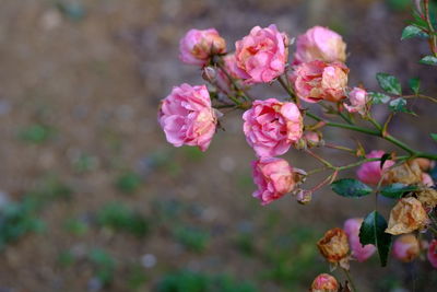 Close-up of pink flowers blooming outdoors