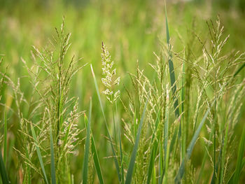 Closeup of grass flowers and plants in a green meadow