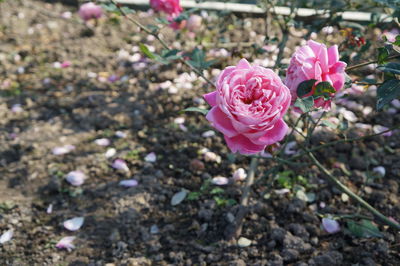 Close-up of pink flowers