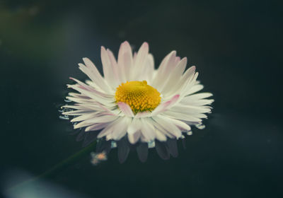 Close-up of white flower