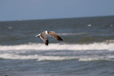 Seagull flying over sea