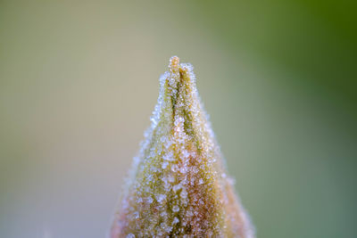 Close-up of frozen plant