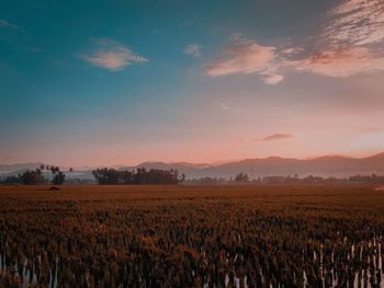 Scenic view of agricultural field against sky during sunset