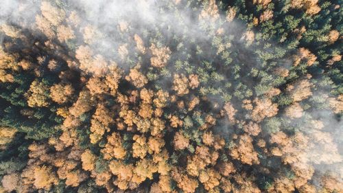 Full frame shot of trees in forest