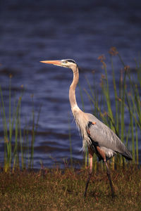 High angle view of gray heron at lakeshore