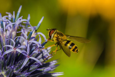 Close-up of bee on flower