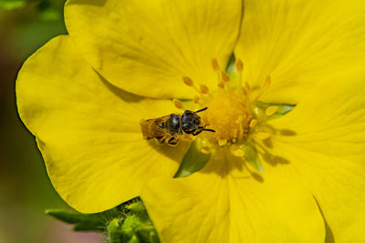 Close-up of insect on yellow flower