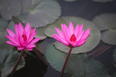 Pink lotus flowers.