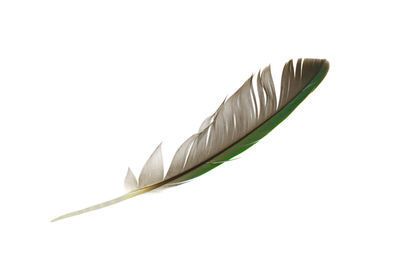 Close-up of feather against white background