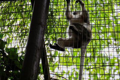 Low angle view of monkey in cage