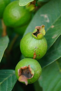 Close-up of fruits on tree