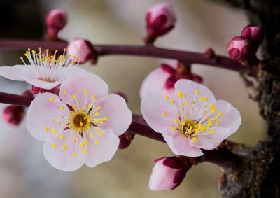 Close-up of pink orchid flowers