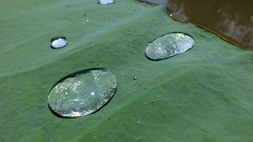 High angle view of water drop on leaf