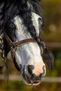 Close-up of a horse