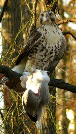 Close-up of bird perching on branch