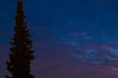 Low angle view of trees against sky at night