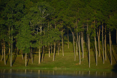 Scenic view of lake against trees