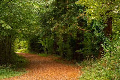 Road amidst trees in forest