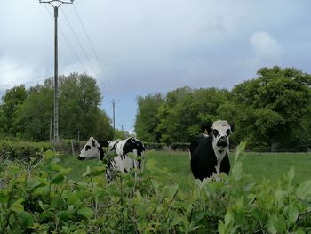 Cows in a field