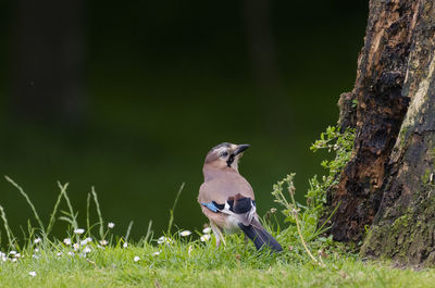 Bird perching on a tree